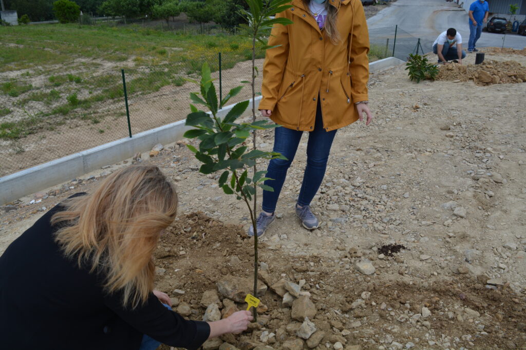 Tree-planting to bring sustainability to the office